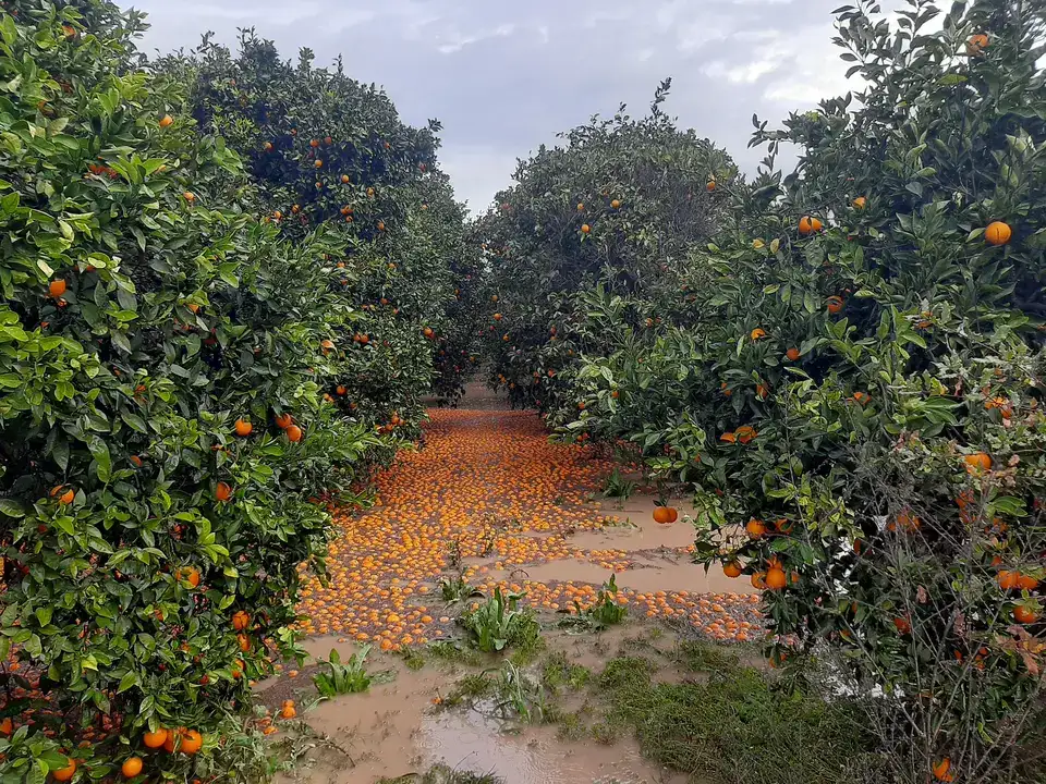 Sağanak ve Hortum Sera ve Narenciyeleri Vurdu 2